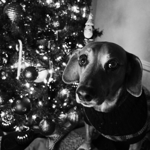 a black and white picture of a hound dog next to a christmas tree looking up listfully