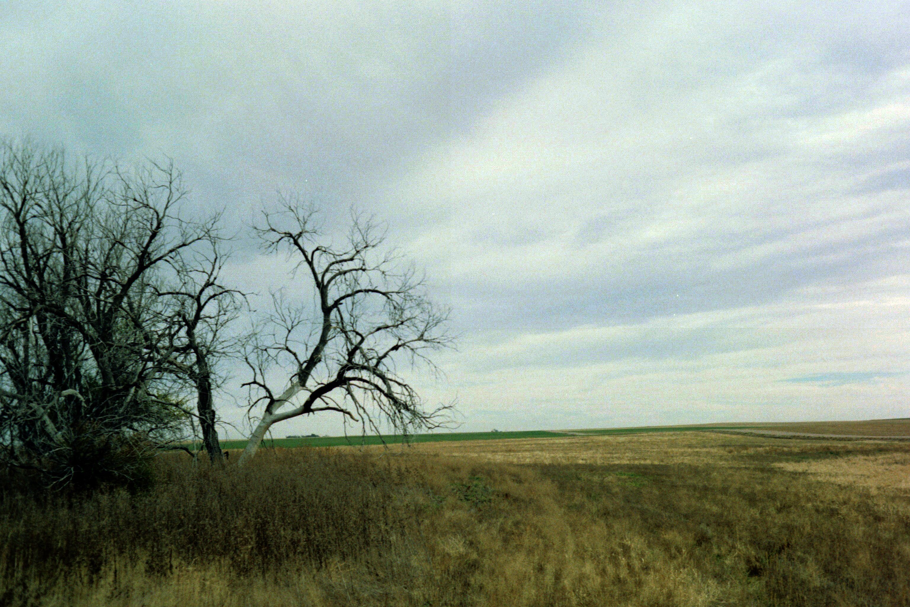 a landscape of harvest agriculture fields being flanked on the left by twisted bare trees