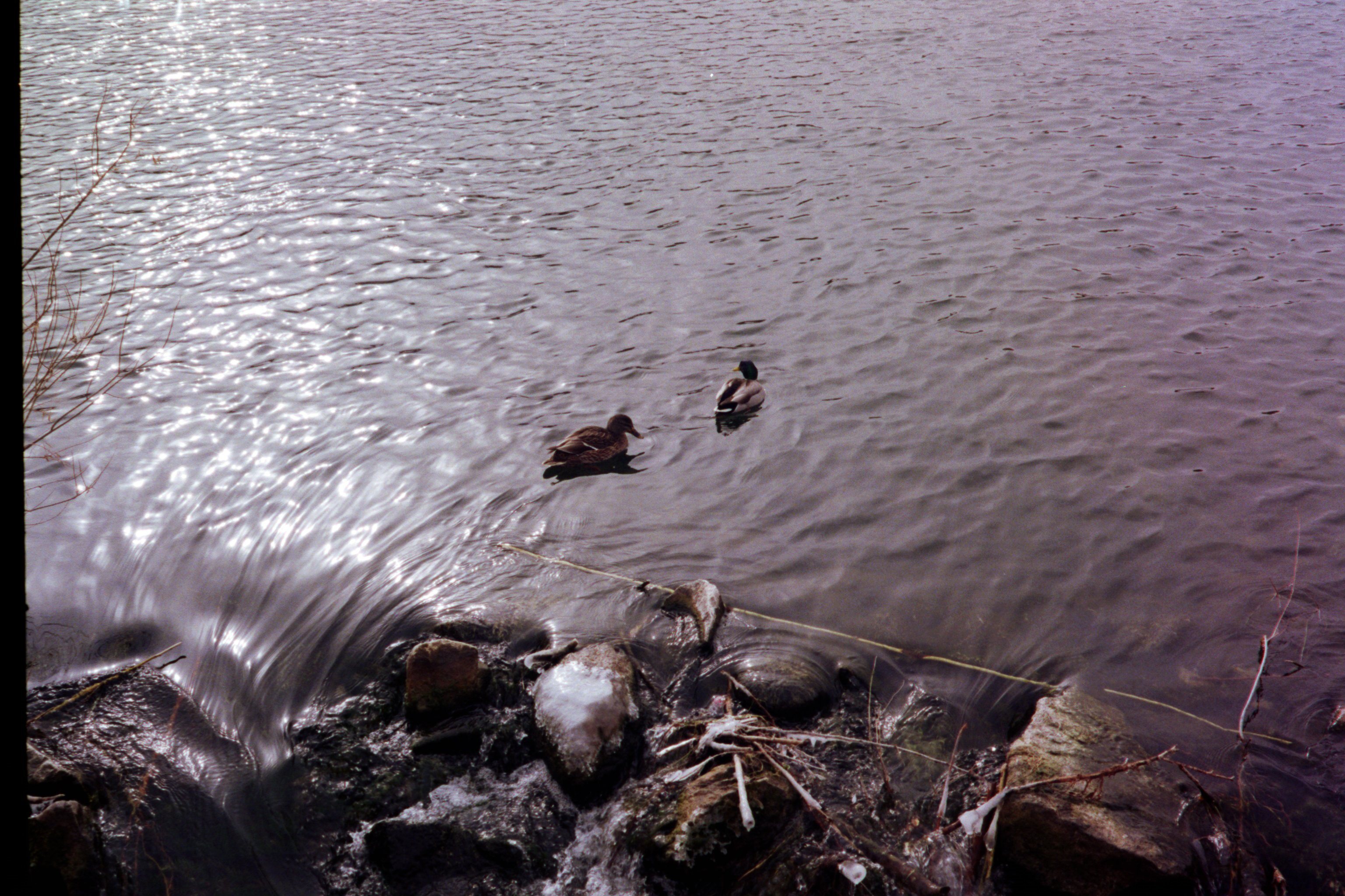 two mallards swim in a river just above a small little rapids running between some rocks