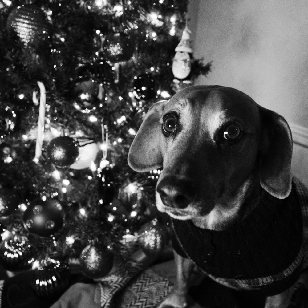 a black and white picture of a hound dog next to a christmas tree looking up listfully