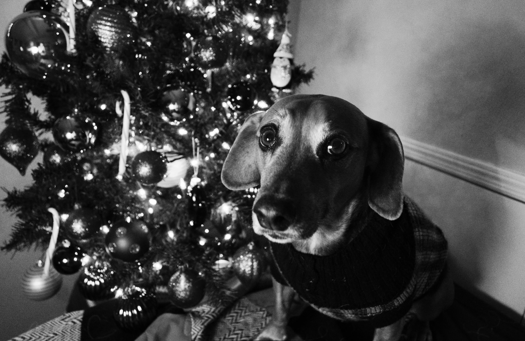 a black and white picture of a hound dog next to a christmas tree looking up listfully