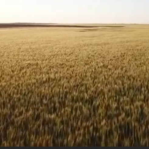 a field of golden wheat streches out in front of the camera under the golden light of the setting sun